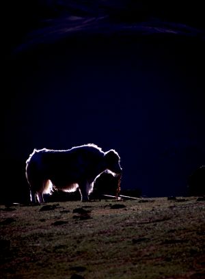 A Yak Bathed in a Ring of Evening Light